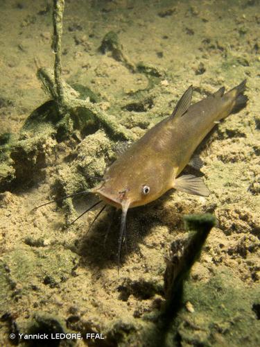 <i>Ameiurus melas</i> (Rafinesque, 1820) © Yannick LEDORÉ, FFAL