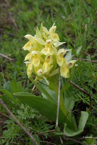 <i>Dactylorhiza sambucina</i> (L.) Soó, 1962 © P. Gourdain