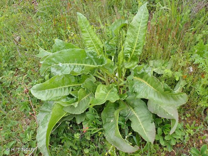 <i>Rumex patientia</i> L., 1753 © H. TINGUY