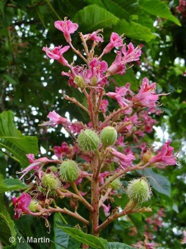 <i>Aesculus carnea</i> Hayne, 1822 © 