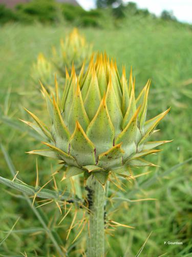 <i>Cynara cardunculus</i> L., 1753 © P. Gourdain