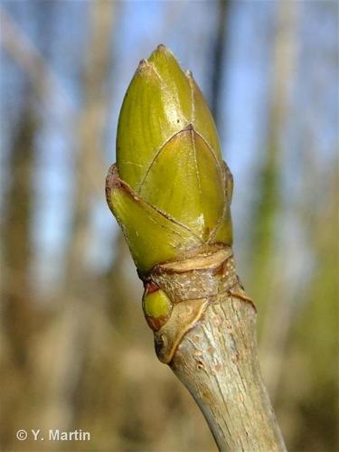 <i>Acer pseudoplatanus</i> L., 1753 © 