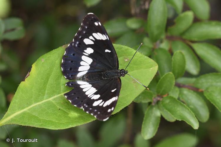 <i>Limenitis reducta</i> Staudinger, 1901 © J. Touroult