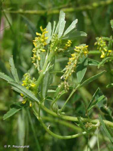 <i>Melilotus indicus</i> (L.) All., 1785 © P. Rouveyrol