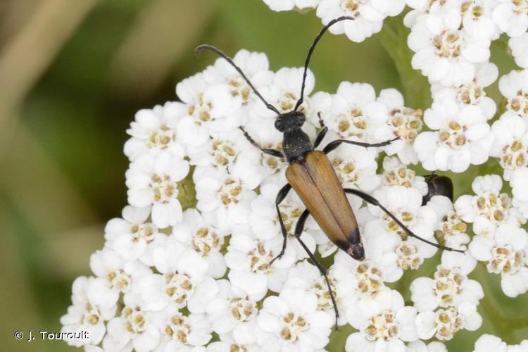 <i>Anastrangalia sanguinolenta</i> (Linnaeus, 1761) © J. Touroult