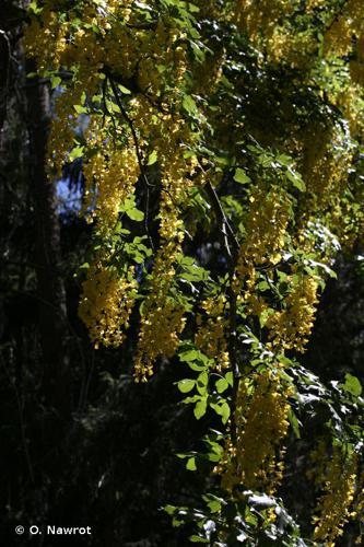 <i>Laburnum alpinum</i> (Mill.) Bercht. & J.Presl, 1835 © O. Nawrot