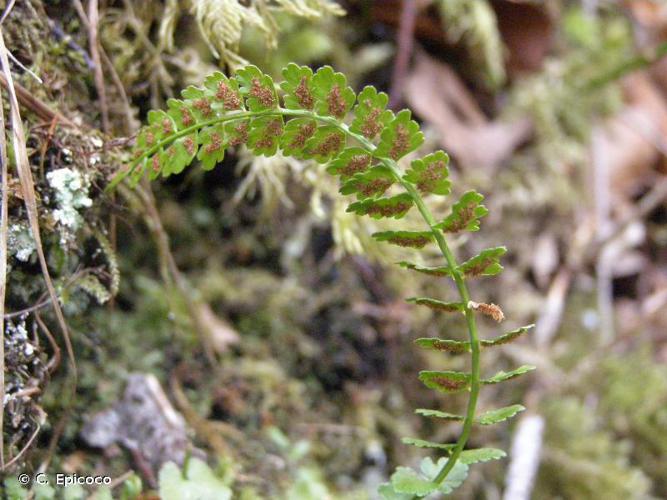 <i>Asplenium viride</i> Huds., 1762 © C. Epicoco