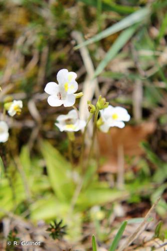 <i>Pinguicula alpina</i> L., 1753 © R. Guilhot