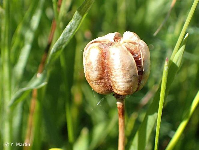 <i>Fritillaria meleagris</i> L., 1753 © 