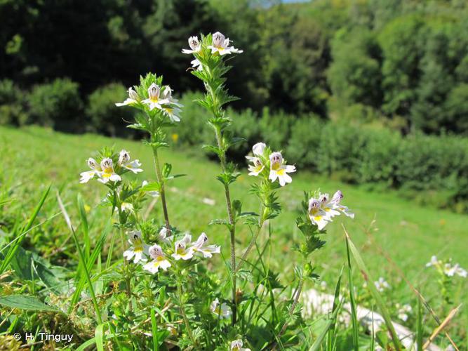 <i>Euphrasia officinalis</i> L., 1753 © H. Tinguy