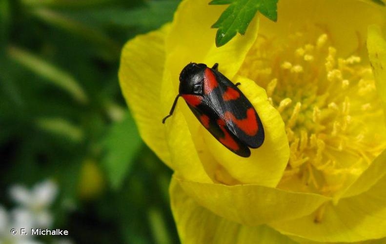 <i>Cercopis vulnerata</i> Rossi, 1807 © F. Michalke