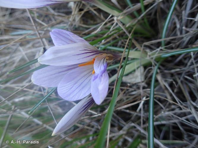 <i>Crocus versicolor</i> Ker Gawl., 1808 © A.-H. Paradis