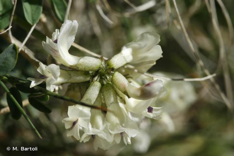 <i>Astragalus australis</i> (L.) Lam., 1779 © M. Bartoli