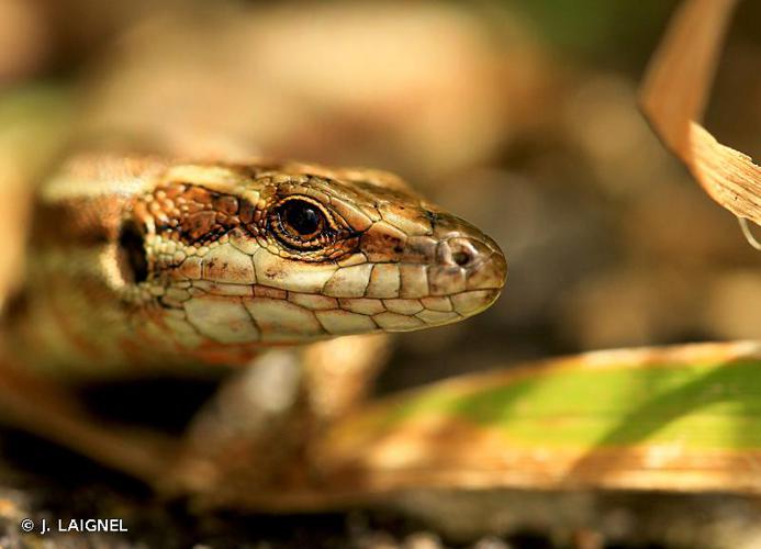 <i>Podarcis muralis</i> (Laurenti, 1768) © J. LAIGNEL