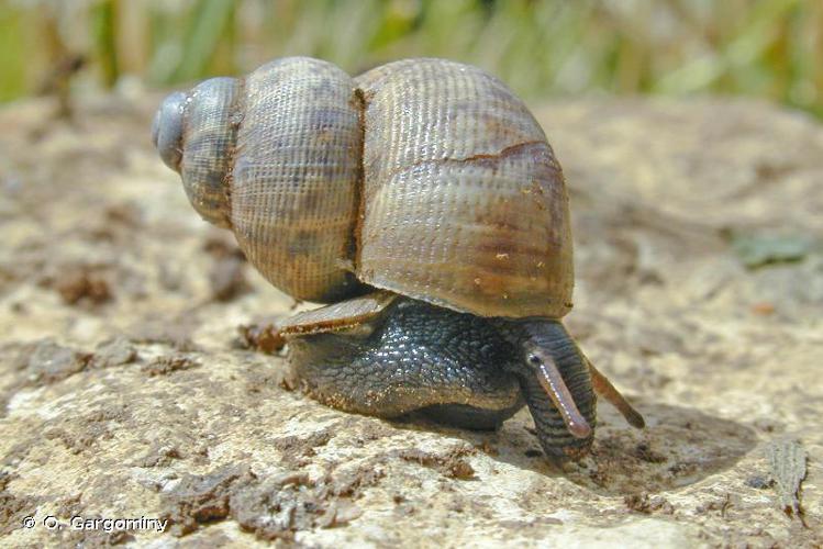 <i>Pomatias elegans</i> (O.F. Müller, 1774) © O. Gargominy