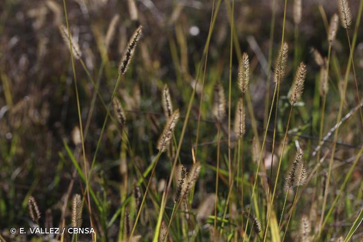 <i>Setaria pumila</i> (Poir.) Roem. & Schult., 1817 © E. VALLEZ / CBNSA