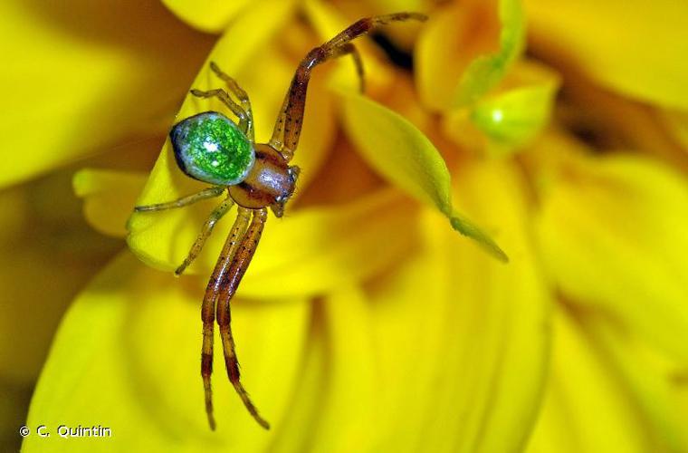 <i>Ebrechtella tricuspidata</i> (Fabricius, 1775) © C. Quintin