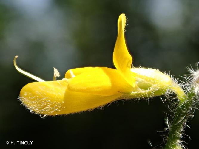 <i>Genista germanica</i> L., 1753 © H. TINGUY