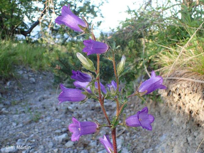 <i>Campanula medium</i> L., 1753 © 