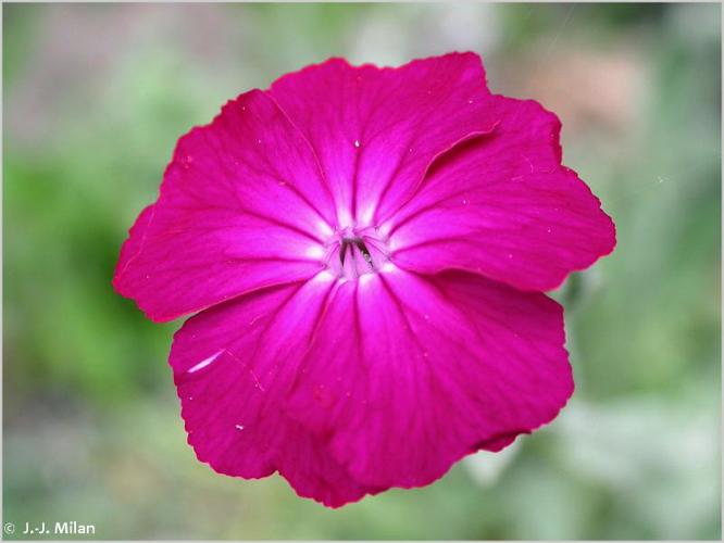 <i>Lychnis coronaria</i> (L.) Desr., 1792 © 