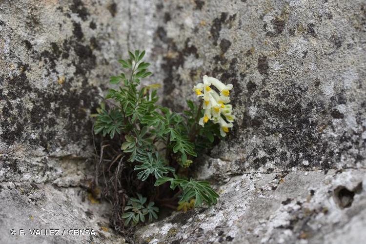 <i>Pseudofumaria alba</i> (Mill.) Lidén, 1986 © E. VALLEZ / CBNSA