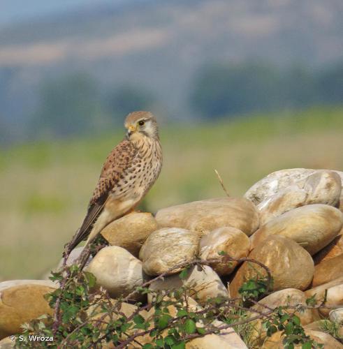 <i>Falco tinnunculus</i> Linnaeus, 1758 © S. Wroza