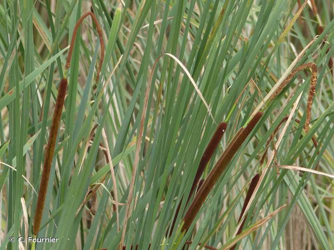 <i>Typha angustifolia</i> L., 1753 © C. Fournier