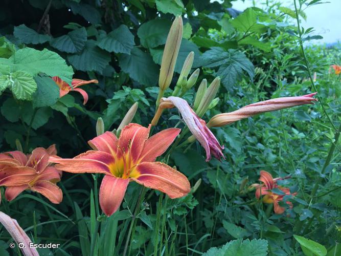 <i>Hemerocallis fulva</i> (L.) L., 1762 © O. Escuder