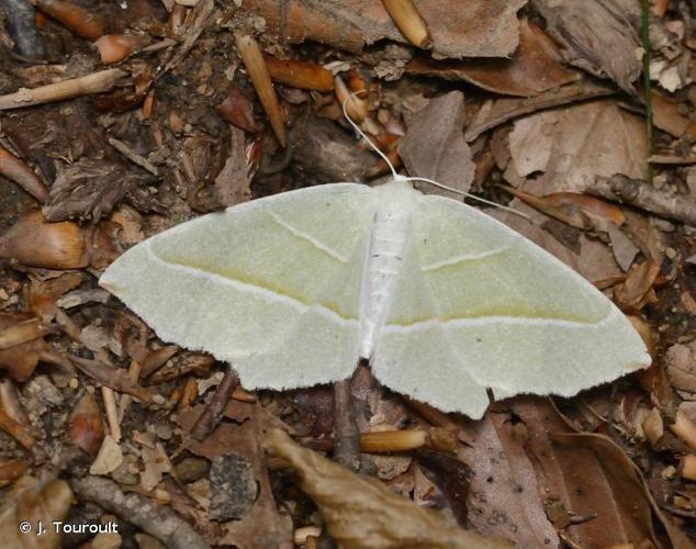 <i>Campaea margaritaria</i> (Linnaeus, 1761) © J. Touroult