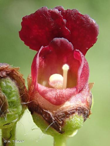 <i>Scrophularia auriculata</i> L., 1753 © H. TINGUY