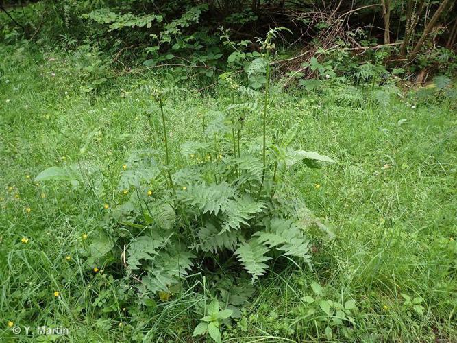 <i>Cirsium erisithales</i> (Jacq.) Scop., 1769 © 