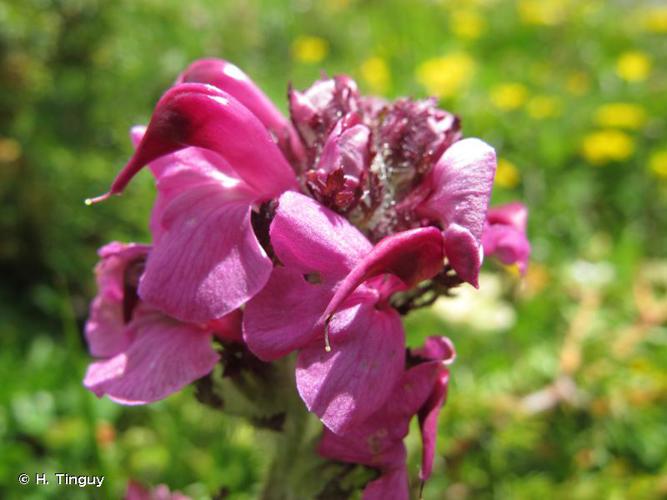 <i>Pedicularis rostratospicata</i> Crantz, 1769 © H. Tinguy