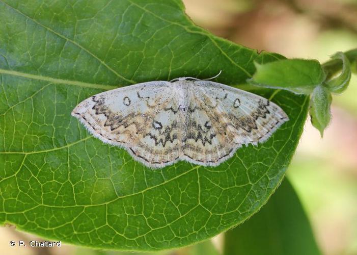 <i>Cyclophora annularia</i> (Fabricius, 1775) © P. Chatard