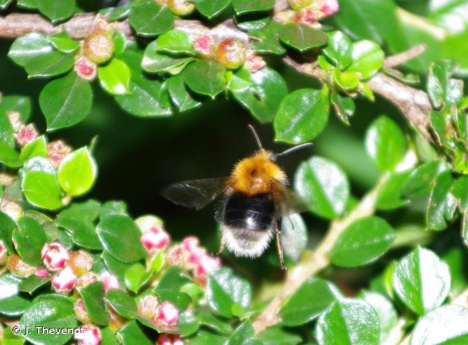 <i>Bombus hypnorum</i> (Linnaeus, 1758) © J. Thevenot