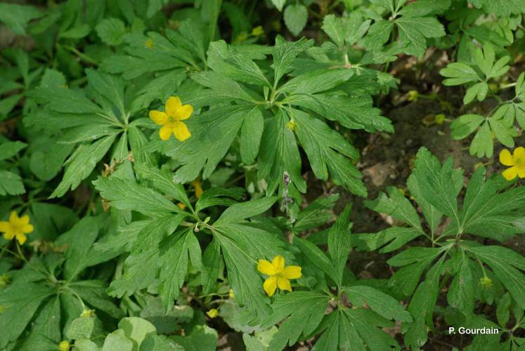 <i>Anemone ranunculoides</i> L., 1753 © P. Gourdain