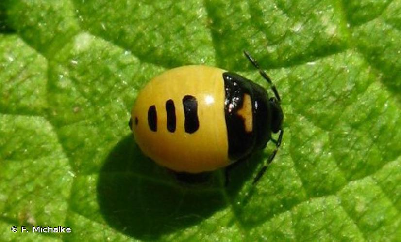 <i>Tritomegas bicolor</i> (Linnaeus, 1758) © F. Michalke