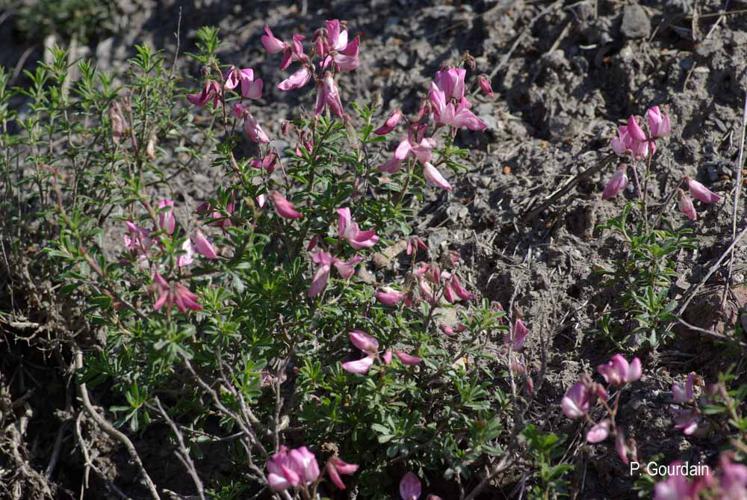 <i>Ononis fruticosa</i> L., 1753 © P. Gourdain