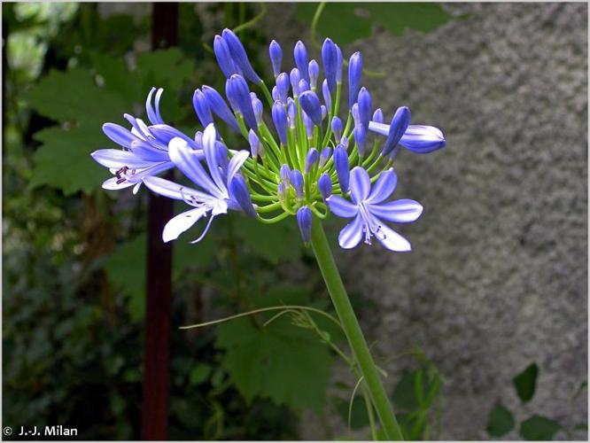 <i>Agapanthus africanus</i> (L.) Hoffmanns., 1824 © 