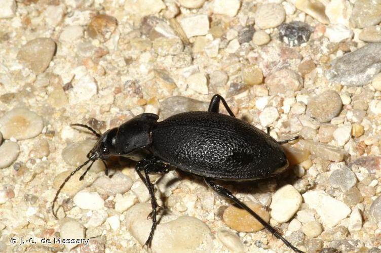 <i>Carabus coriaceus</i> Linnaeus, 1758 © J.-C. de Massary