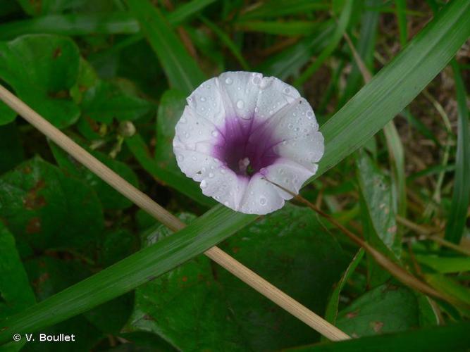 <i>Ipomoea batatas</i> (L.) Lam., 1793 © V. Boullet