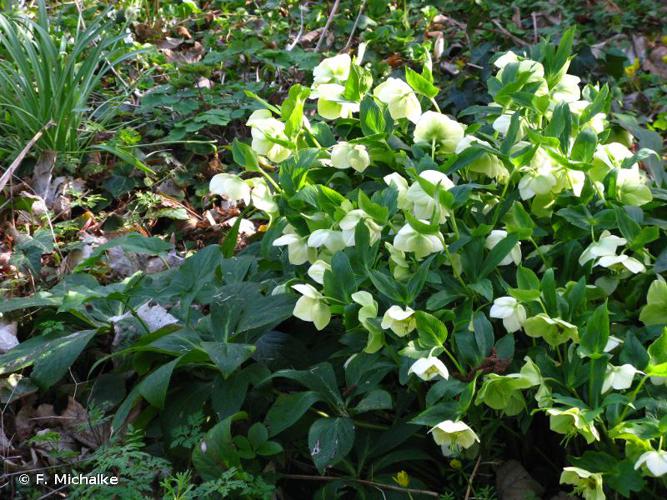 <i>Helleborus orientalis</i> Lam., 1792 © F. Michalke