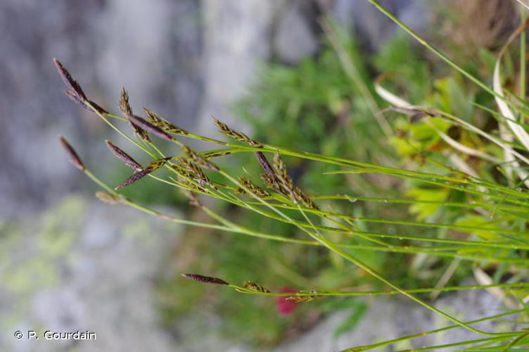 <i>Carex ferruginea</i> Scop., 1772 © P. Gourdain