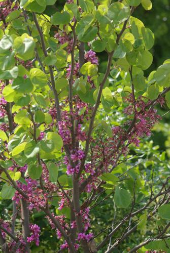 <i>Cercis siliquastrum</i> L., 1753 © P. Gourdain