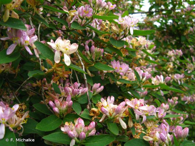 <i>Lonicera tatarica</i> L., 1753 © F. Michalke