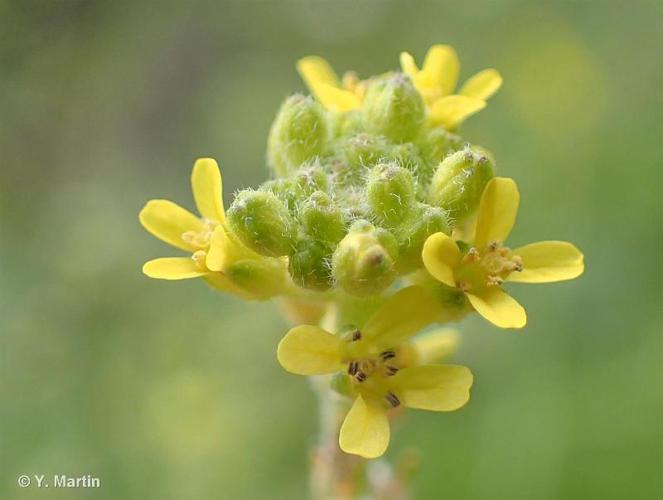 <i>Sisymbrium officinale</i> (L.) Scop., 1772 © 