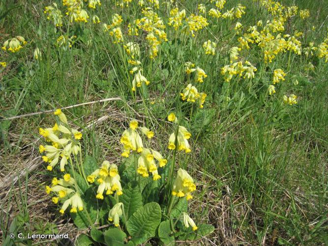 <i>Primula veris</i> L., 1753 © C. Lenormand