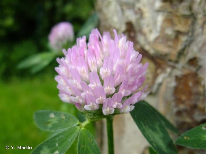 <i>Trifolium pratense</i> L., 1753 © Y. Martin