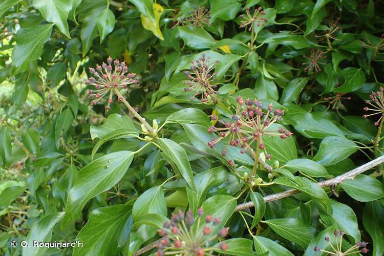 <i>Hedera helix</i> L., 1753 © O. Roquinarc'h