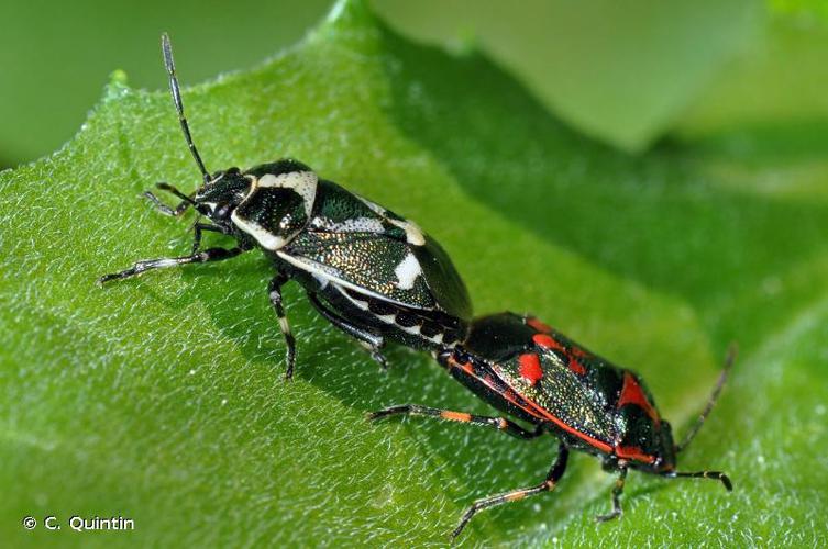 <i>Eurydema oleracea</i> (Linnaeus, 1758) © C. Quintin