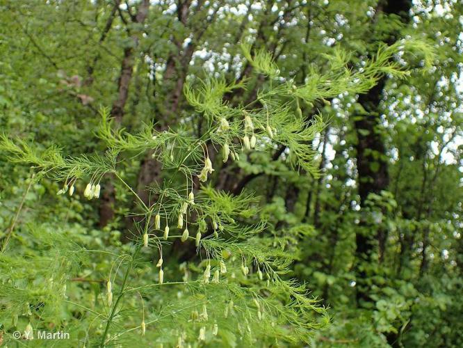 <i>Asparagus tenuifolius</i> Lam., 1783 © 